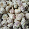 Top Quality of New Crop Fresh White Garlic